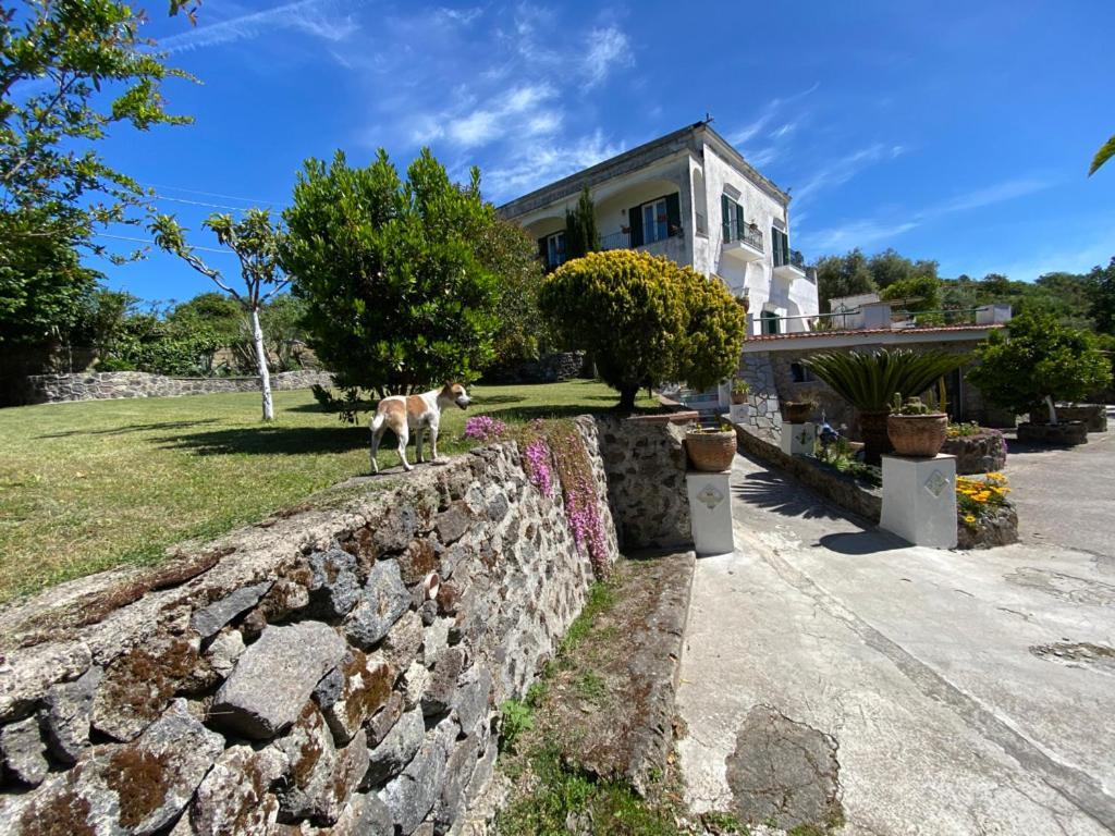 Villa Vincenzo Di Meglio Barano dʼIschia Buitenkant foto