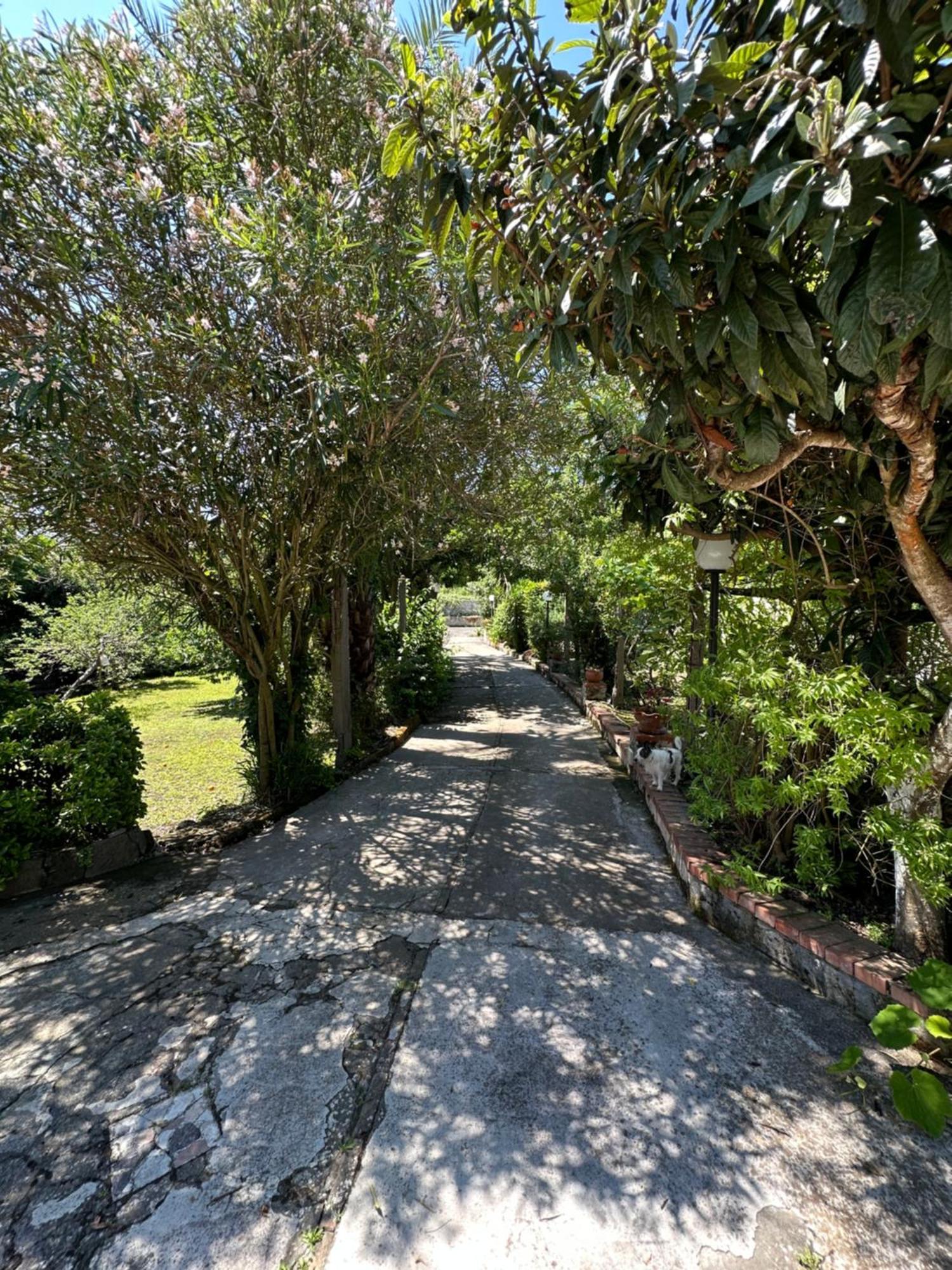 Villa Vincenzo Di Meglio Barano dʼIschia Buitenkant foto